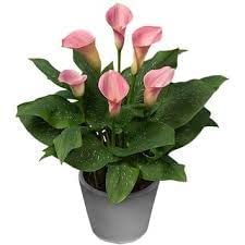 EverSneh Pink Peace Lily, Spathiphyllum Indoor Air Purify Plant