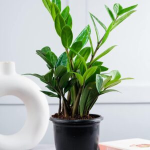 Nurturing Green® Air Purifying Live Indoor ZZ Plant for Home